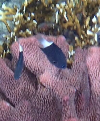 Chromis observed 2024-10-22