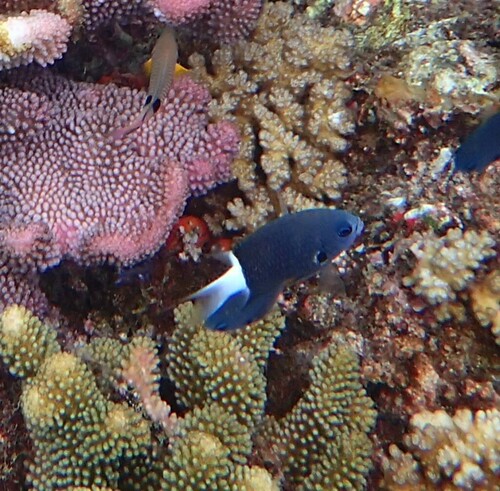 Chromis observed 2024-10-22
