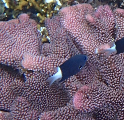 Chromis observed 2024-10-22