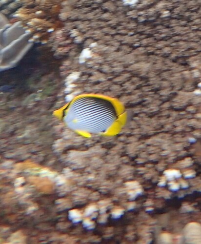 Chaetodon melannotus observed 2024-10-22