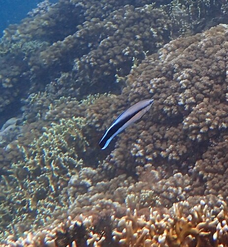 Labroides dimidiatus observed 2024-10-22