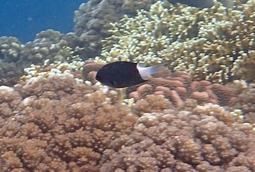 Chromis observed 2024-10-22