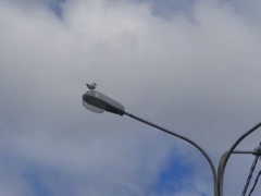 Chroicocephalus ridibundus