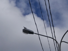 Chroicocephalus ridibundus