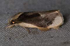Stenoma adytodes
