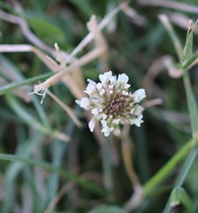 Trifolium repens