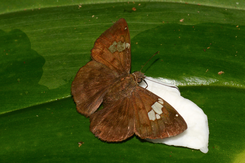 Telemiades misitheus