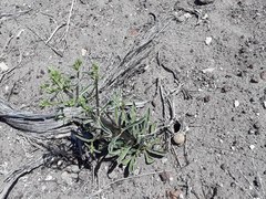 Frasera albomarginata