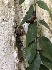 Cornu aspersum