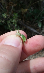 Platanthera elegans elegans