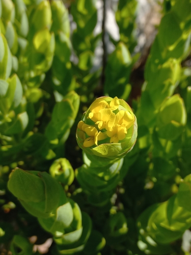 Leafy Capegorse (Aspalathus elliptica)