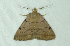 Zanclognatha protumnusalis