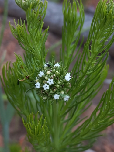 Image of Thesium scabrum by (c) Brian du Preez, some rights reserved (CC BY-SA)