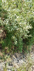 Elaeagnus umbellata