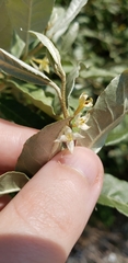 Elaeagnus umbellata
