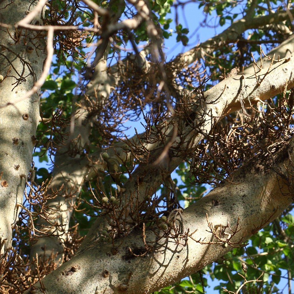 Ultimatum Tree sycamore fig from Berg-en-Dal, Kruger NP, South Africa on October 5 ...