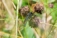 Dasypogon