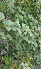 Holodiscus discolor discolor