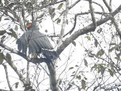 Buteogallus schistaceus