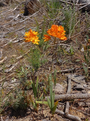 Image of Ixia dubia by (c) Brian du Preez, some rights reserved (CC BY-SA)