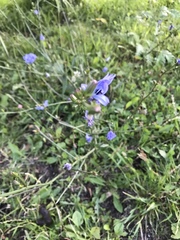 Cichorium intybus