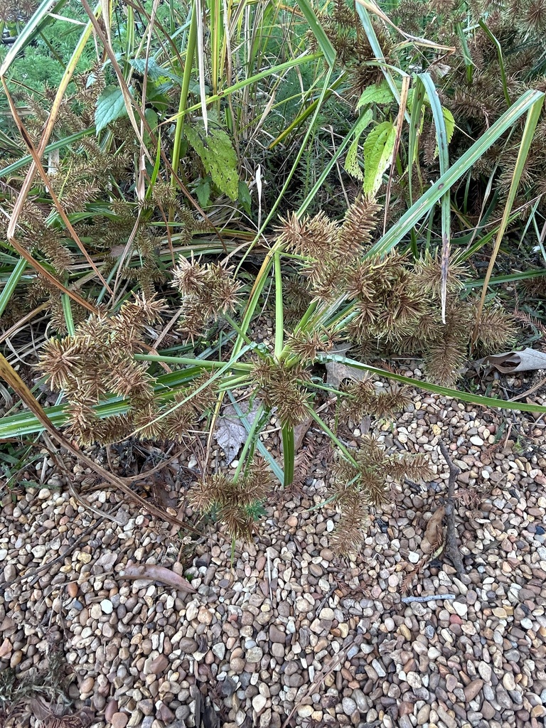flatsedges-from-bluff-lake-rd-brooksville-ms-us-on-october-27-2024