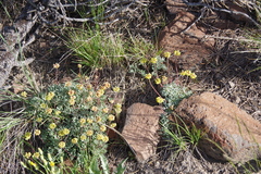 Eriogonum caespitosum