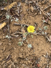 Lessingia germanorum