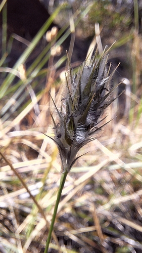 Image of Neurachne alopecuroidea by no rights reserved