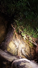 Nerodia sipedon pleuralis