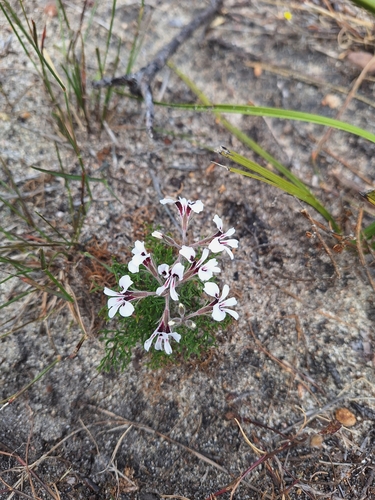 Image of Pelargonium psammophilum by (c) Adele SL, some rights reserved (CC BY)