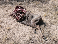 Connochaetes taurinus