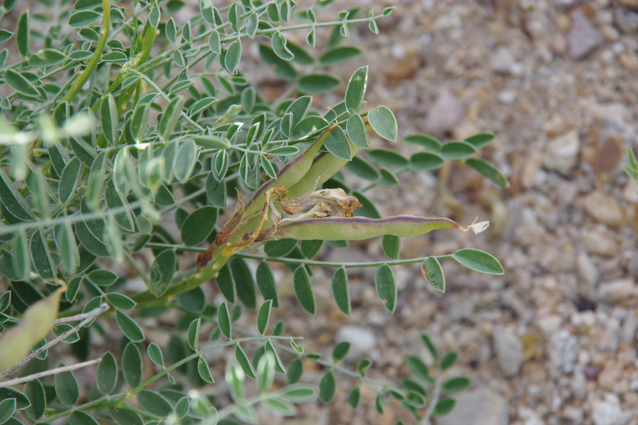 Peteria thompsoniae S.Watson