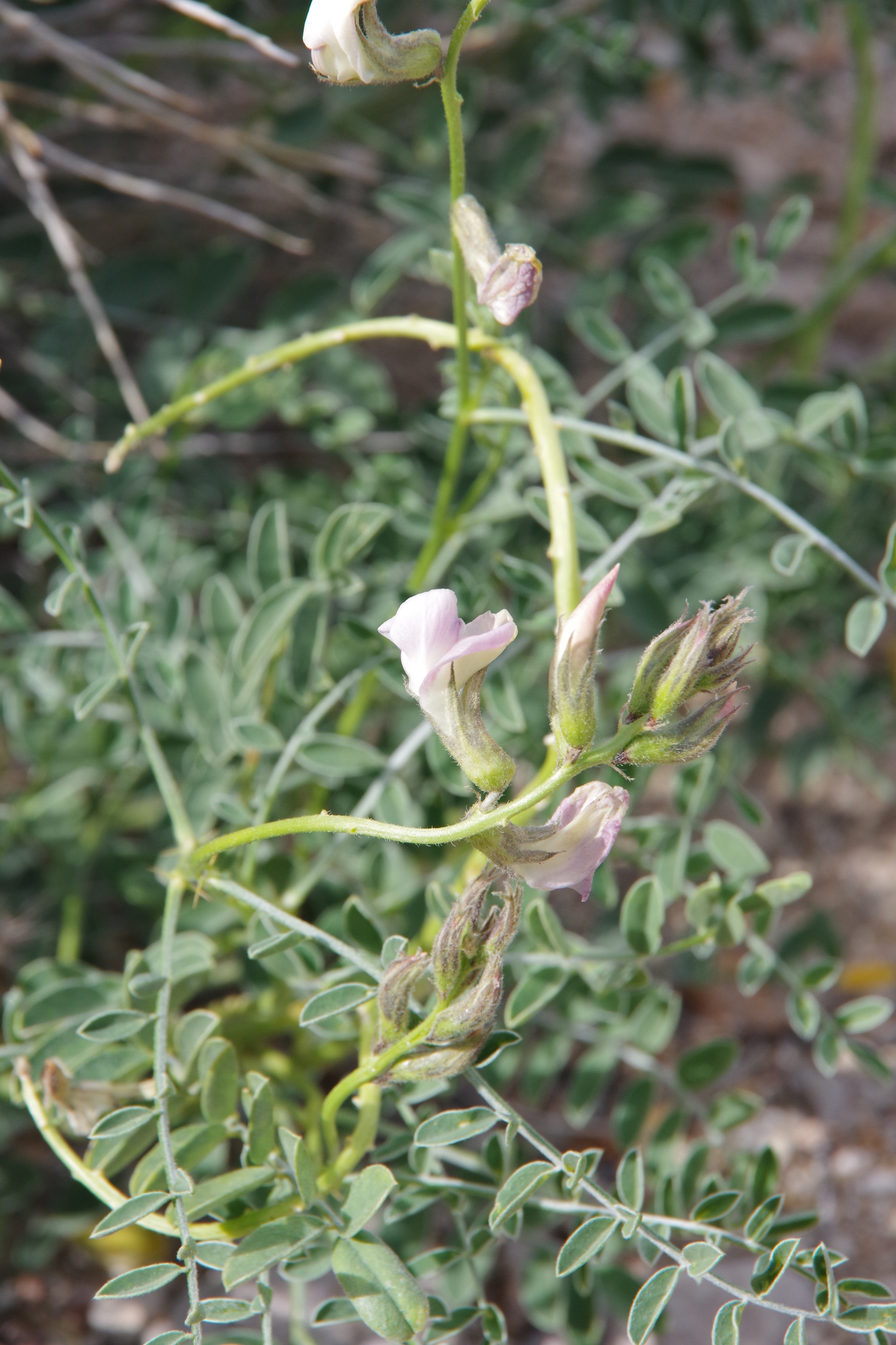 Peteria thompsoniae S.Watson