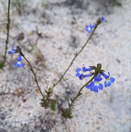Image of Lobelia comosa by (c) Adele SL, some rights reserved (CC BY)