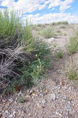 Peteria thompsoniae