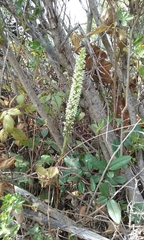 Platanthera elegans elegans