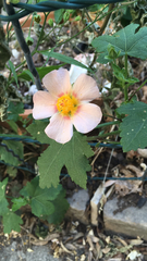 Modiolastrum lateritum