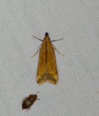 Dichomeris heriguronis