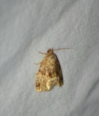 Protodeltote muscosula