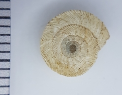 Xeroplexa setubalensis