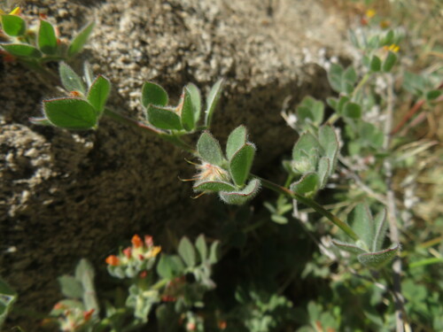 Image of Acmispon tomentosus by no rights reserved