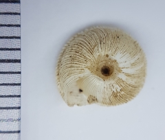 Xeroplexa setubalensis