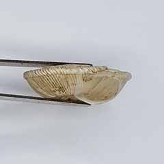 Xeroplexa setubalensis