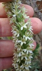 Platanthera elegans elegans