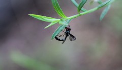Pelecinobaccha costata