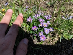 Primula angustifolia