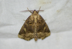 Homophoberia apicosa
