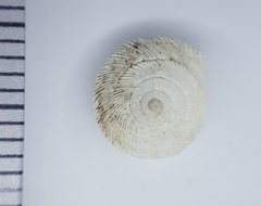 Xeroplexa setubalensis