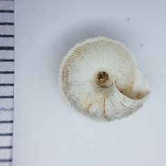 Xeroplexa setubalensis